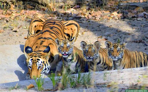 बाघों की प्राकृतिक सुरक्षा के लिए भारत प्रतिबद्ध: प्रधानमंत्री
