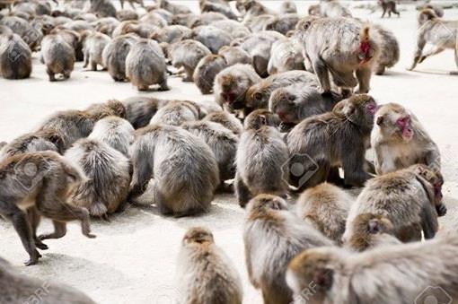 बंदरों-गुलदारों ने त्रिवेंद्र सरकार के खिलाफ किया प्रदर्शन
