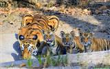 बाघों की प्राकृतिक सुरक्षा के लिए भारत प्रतिबद्ध: प्रधानमंत्री