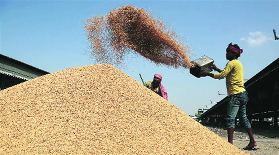 प्रदेश में 2 लाख क्विंटल धान की खरीद, 4000 किसानों को 38 करोड़ का भुगतान
