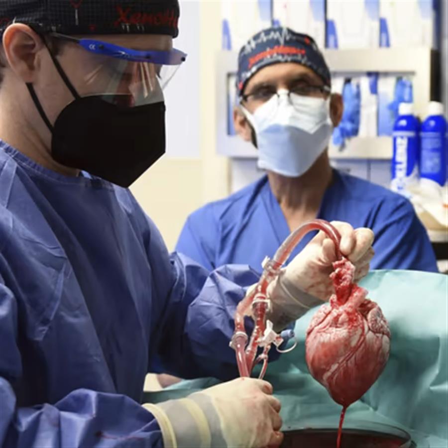 दुनिया में पहली बार मनुष्य में सुअर के हृदय का प्रतिरोपण