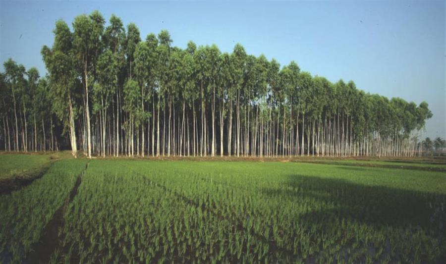 कृषि-वानिकी के क्षेत्र में क्रांति के लिए वन संरक्षण अधिनियम में उदारीकरण