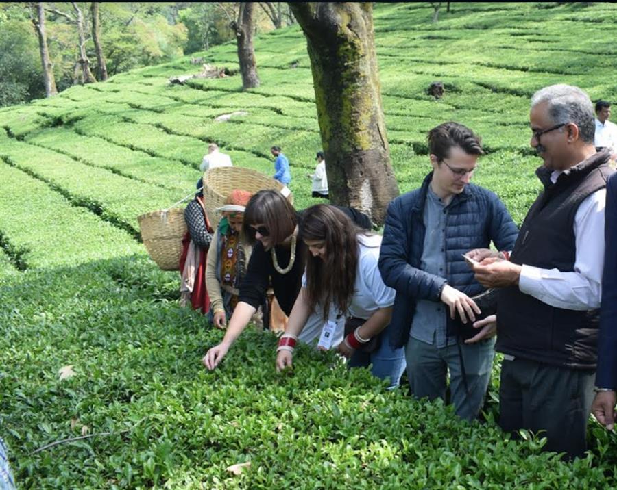 जी20 डेलीगेट्स ने कांगड़ा पेंटिंग में आजमाए हाथ, चाय के बागानों में चुनी पत्तियां