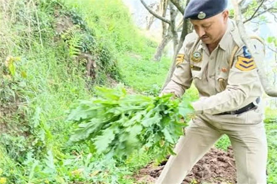 बंजार व सैंज में लहलहा रहे थे अफीम के 47 हज़ार 407 पौधे, पुलिस ने नष्ट किए