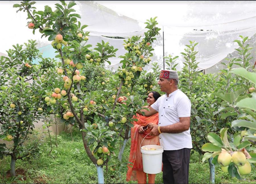 कांगड़ा के शाहपुर में लहलहाई सेब की फसल